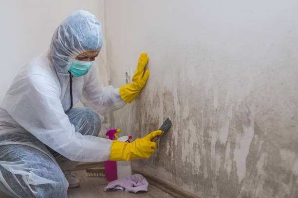 Mold Odor Removal Services in Everett, PA