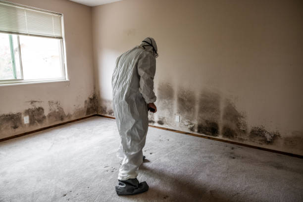 Best Forensic Mold Investigation  in Everett, PA