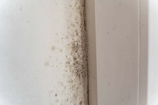  Everett, PA Mold Removal Pros